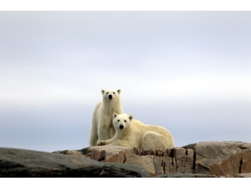 Isbjorn-Svalbard-HGS-10985_1024