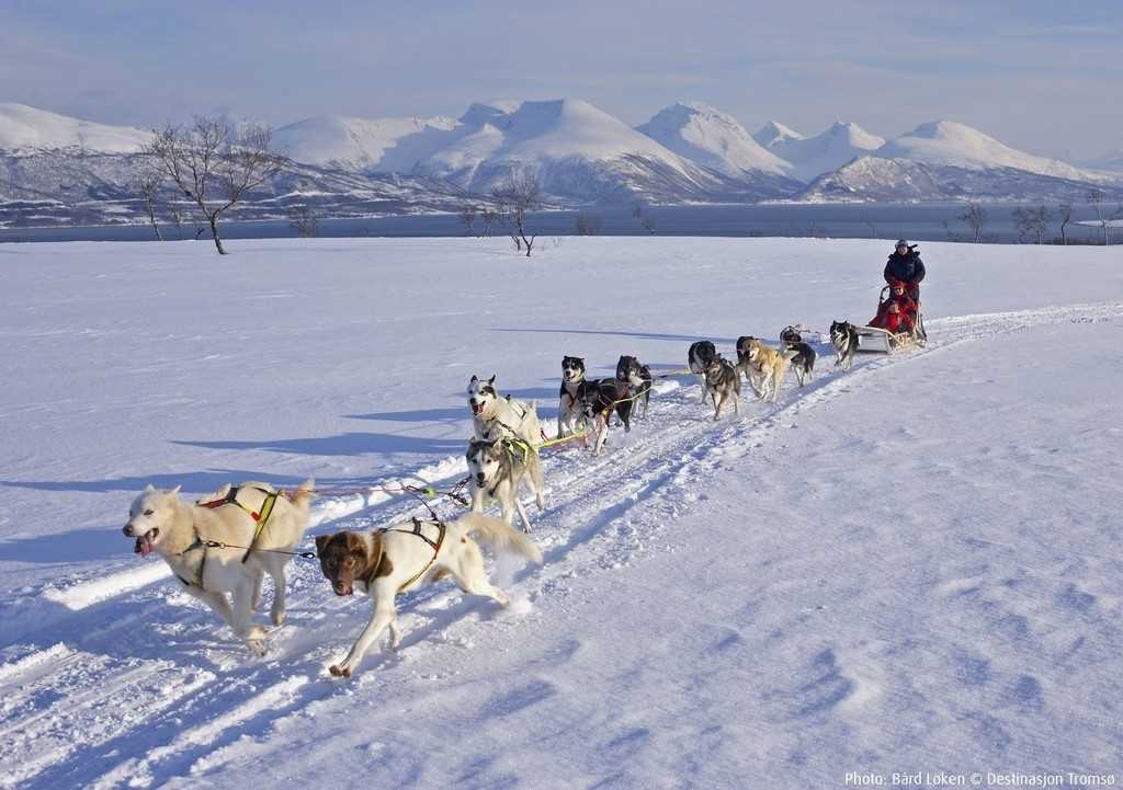 Hundekjoring-Tromso-Norge-HGR-59887_1024